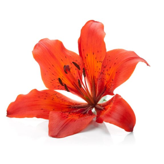 Bio Natural Cosmética hacermos productos de marca blanca Medellín